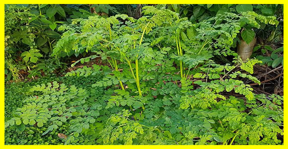 plante moringa